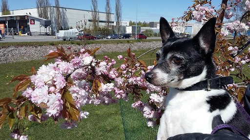 Etualalla pieni mustavalkoinen koira ja sen takana kukkivan kirsikkapuun oksa.