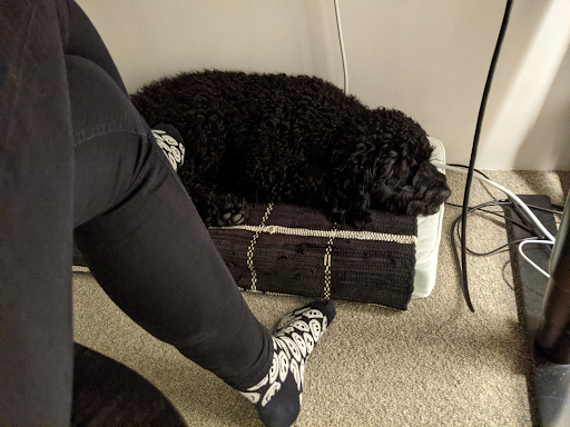 Kuvassa koira makaa työpöydän alla tietokoneen johtojen lähellä