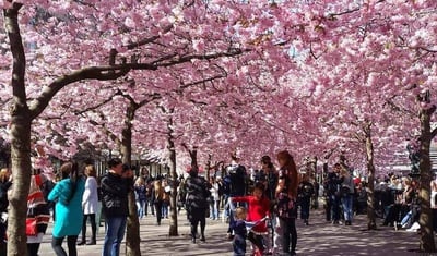 people walking under the blossom trees in stockholm
