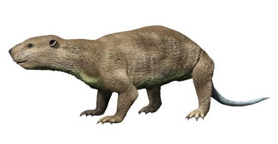 Didelphodon - a badger sized Mesozoic marsupial