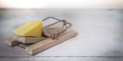 A mouse trap with cheese