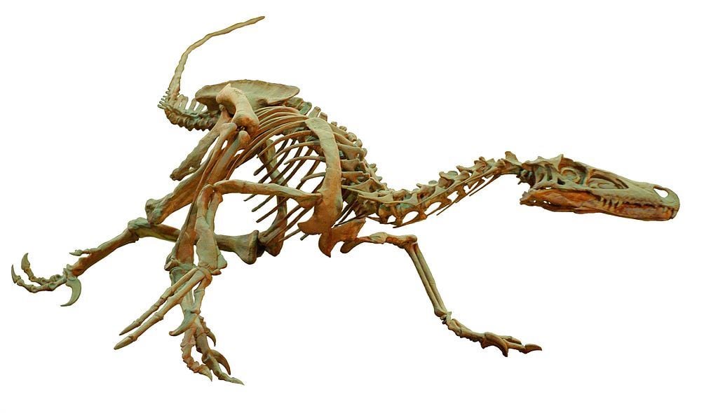 Velociraptor skeleton